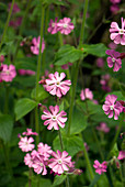 Silene dioica flowers