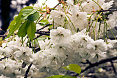 Prunus 'Shogetsu' flowers