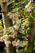 Prunus 'Mikuruma-gaeshi' flowers