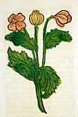Poppy flowers,15th century