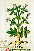 White thistle plant,15th century