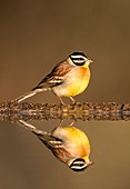 Golden-Breasted Bunting with reflection