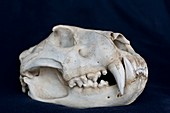 Lioness Skull