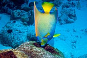 Queen angelfish feeding on a sponge