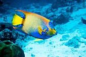 Queen angelfish on a reef