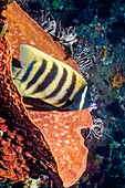 Sixbar angelfish on a reef