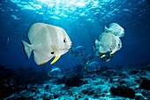 Longfin spadefish over a reef