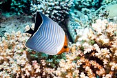 Hooded butterflyfish on a reef