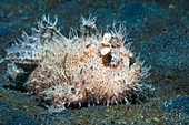 Striated frogfish on a reef