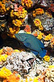 Blue line grouper on a reef
