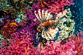 Common lionfish hunting a reef