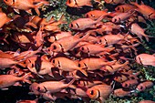 Pinecone soldierfish on a reef