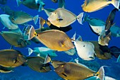 Bluespine unicornfish over a reef