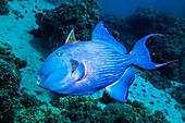 Blue triggerfish on a reef