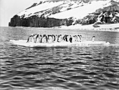 Adelie penguins in Antarctica,1912