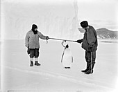 Penguin research in Antarctica,1911