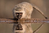 Vervet monkey drinking