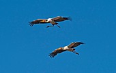 Yellow-billed storks in flight