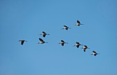 Yellow-billed storks in V formation