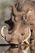 Warthog with Ox-pecker at a watering hole