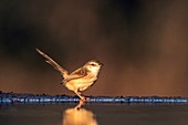 Tawny flanked Prinia