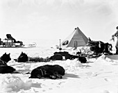 Antarctic sled dogs,1910s