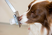 Cancer detection dog training