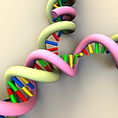 DNA replication,illustration