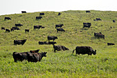 Cattle grazing on a sandy prairie