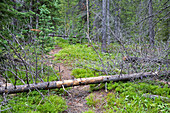 Dead pine trees blocking a hiking trail