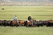 Cowboys herding on a cattle ranch
