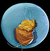 Hatching caterpillar,SEM