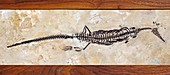 Mesosaurus fossil