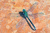 Dragonfly,Migrant Hawker