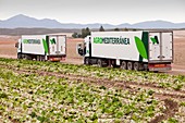 Lettuce crops being harvested