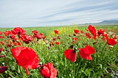 Poppies and other wild flowers