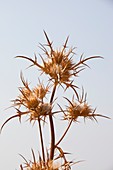 Dried thistle heads