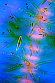 Diatoms and green algae,light micrograph
