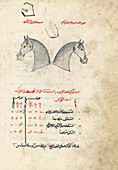 Equuleus constellation,15th century