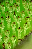 Water fern,light micrograph