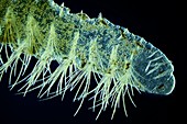 Bristle worm,light micrograph