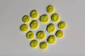 Gonium green algae,light micrograph