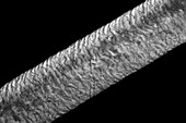 Human hair,light micrograph
