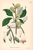 Goat willow tree,illustration