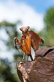 A dead leaf mantis