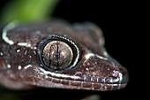 The eye of a Malay banded gecko