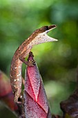 A gecko on wild ginger