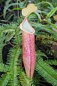 A Pitcher plant in Malaysia