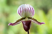 An orchid flower