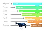 Biological classification,illustration